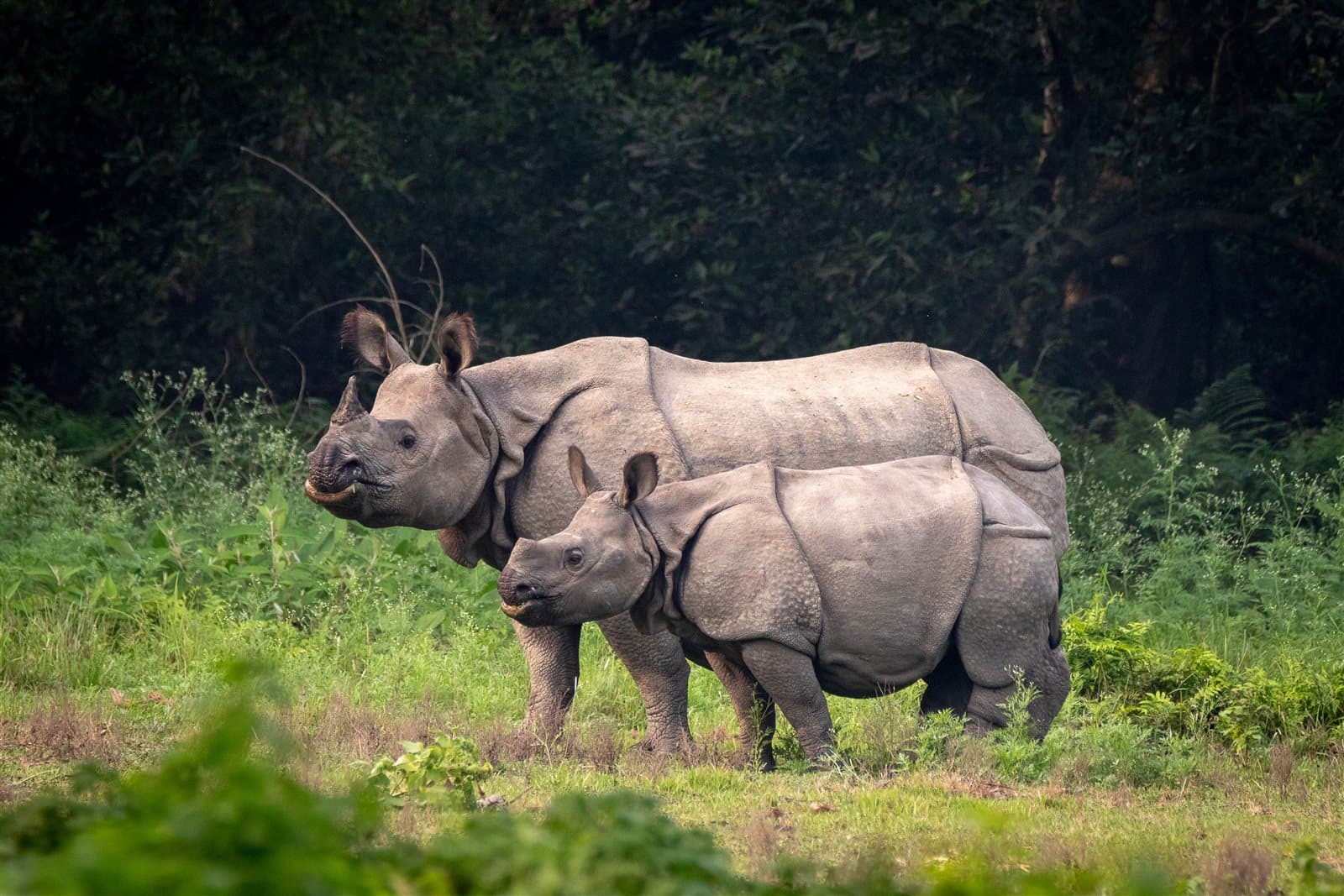 Greater one-horned rhino mother and calf in Chitwan National Park